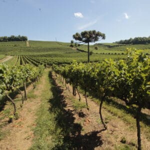 Alternative view of TOUR VALE DOS VINHEDOS 4 VINÍCOLAS COM TIM TIM E ALMOÇO PREMIUM ITALIANO