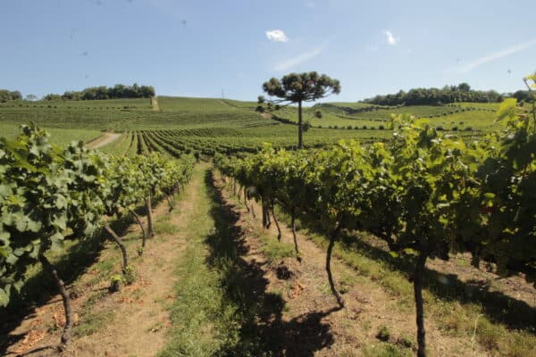 TOUR VALE DOS VINHEDOS 3 VINÍCOLAS COM TIM TIM E ALMOÇO PREMIUM ITALIANO 2
